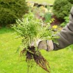 How Much Does Weed Control Cost in 2023?