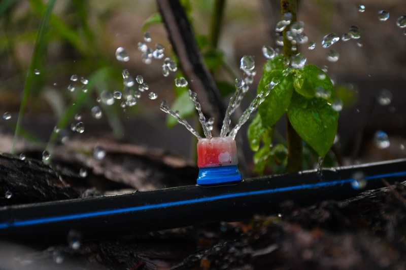 Drip irrigation. The photo shows the irrigation system in a raised bed. Blueberry bushes sprout from the litter against drip irrigation