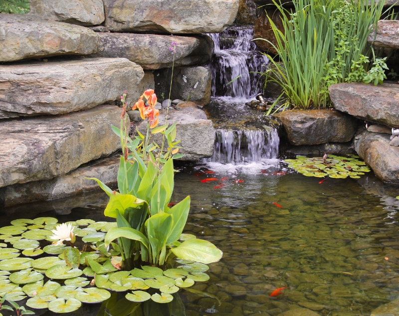 Medium size koi pond after professional cleaning