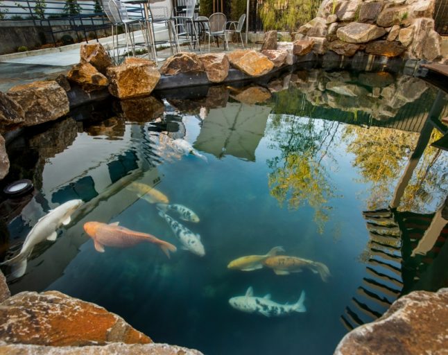 Small Fish Pond Design Ideas