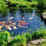 12 Koi Pond Design Ideas