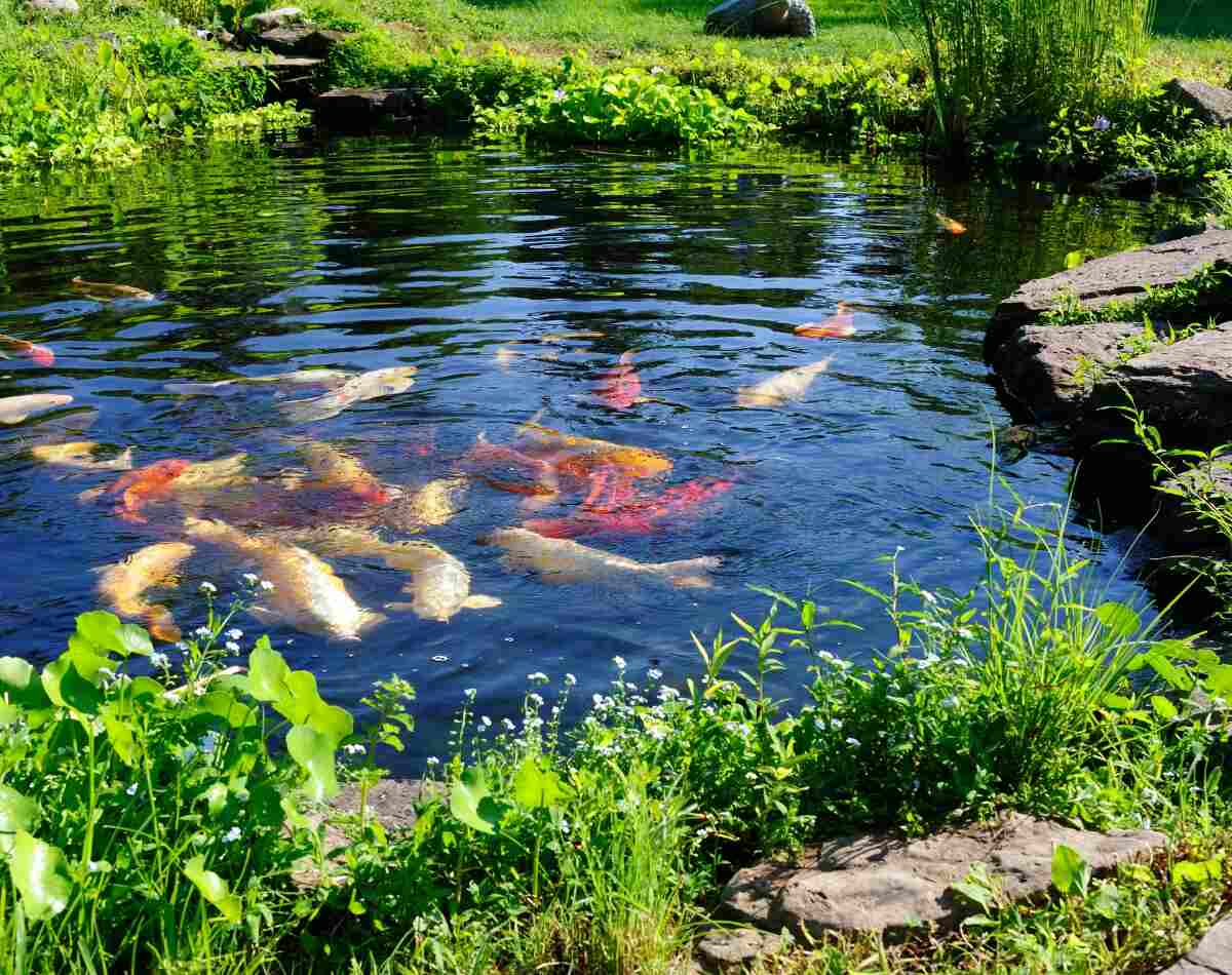 koi pond