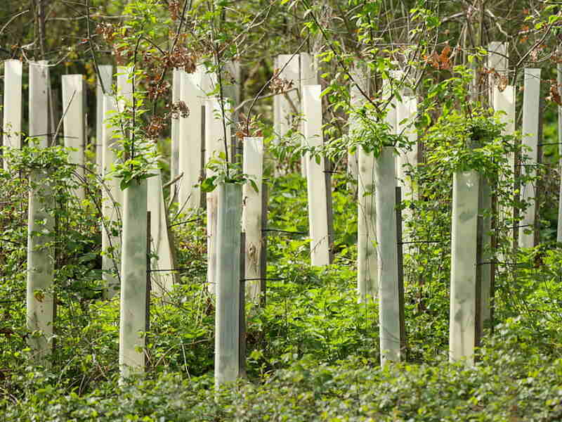 trees rearing nursery grow