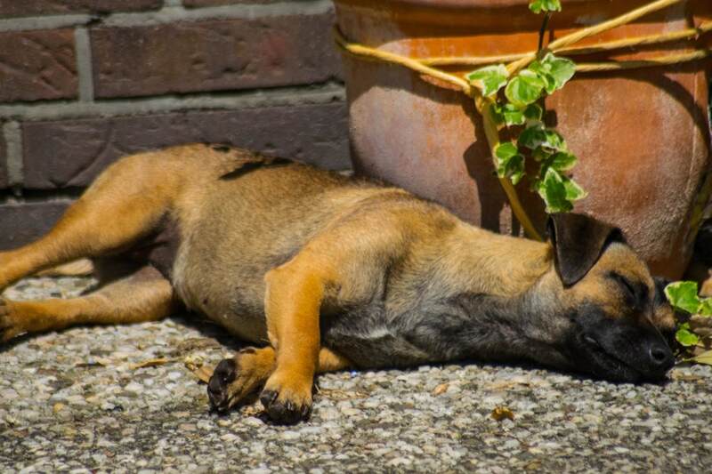 a Dog in a xeriscaping garden