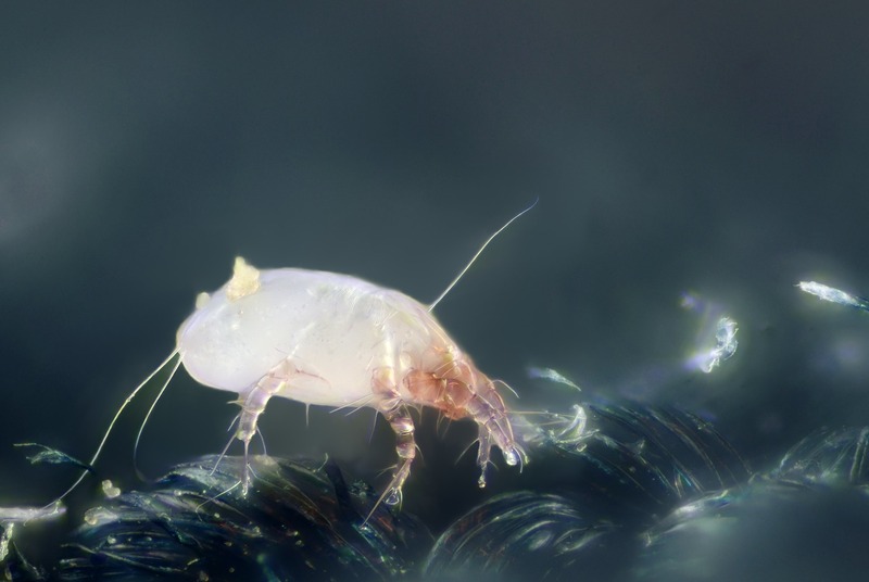 dust mite
