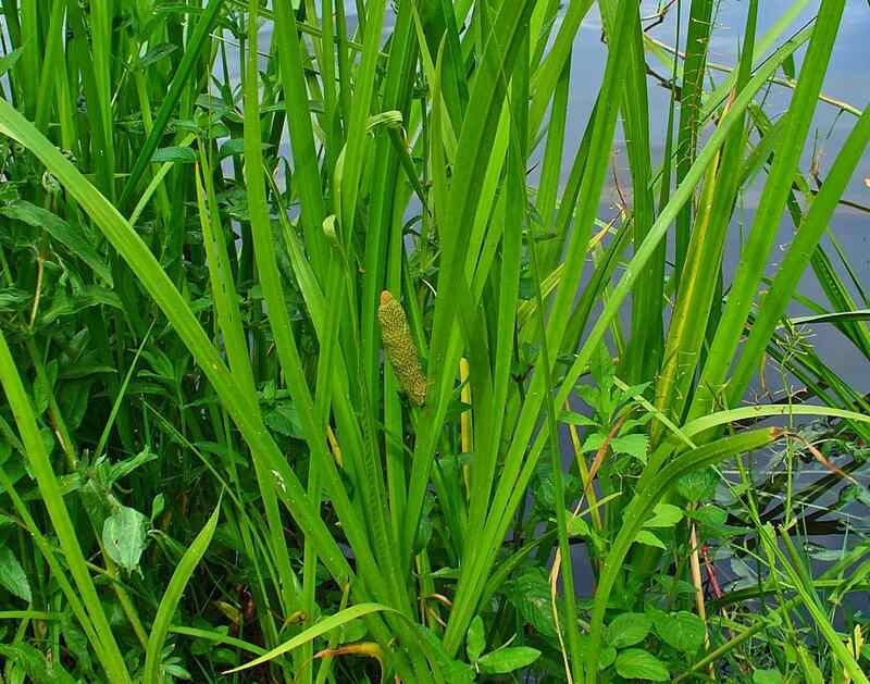 Sweet Flag plant in a yard