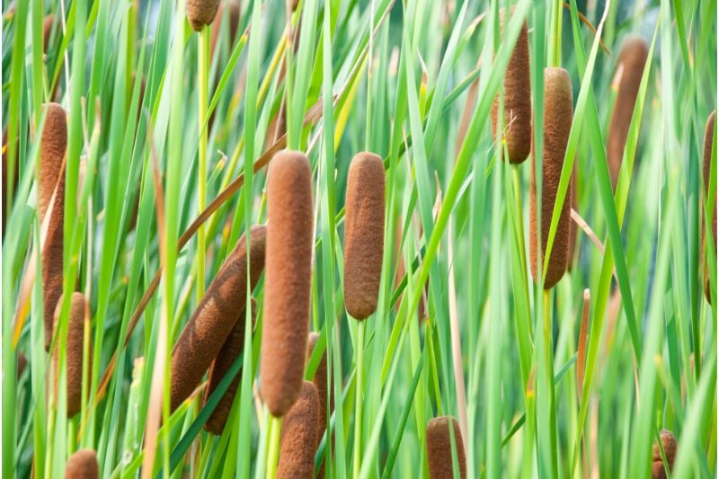 Cattail plant in a yard