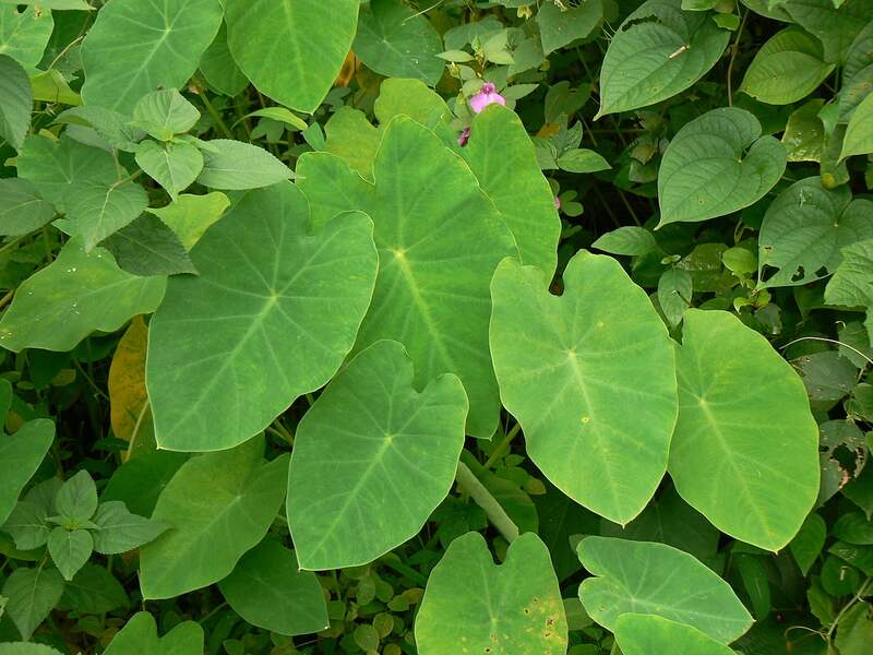 Taro plant in a yard