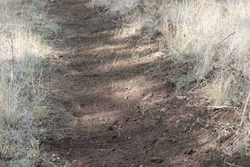 Dirt Walkway around dead grass