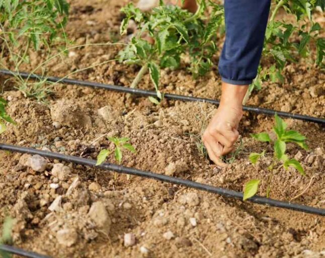 Drip irrigation system in a house