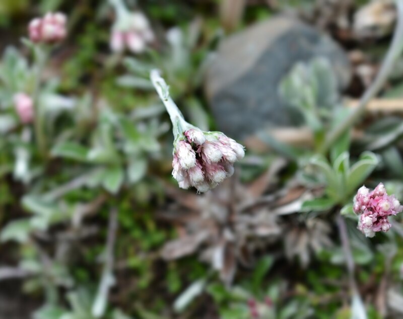 littleleaf pussytoes in a garden
