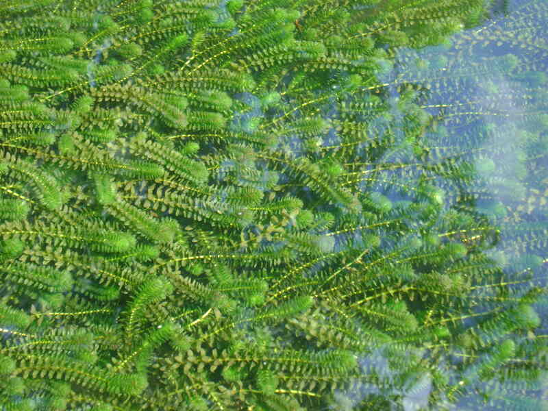 American waterweed plant in water