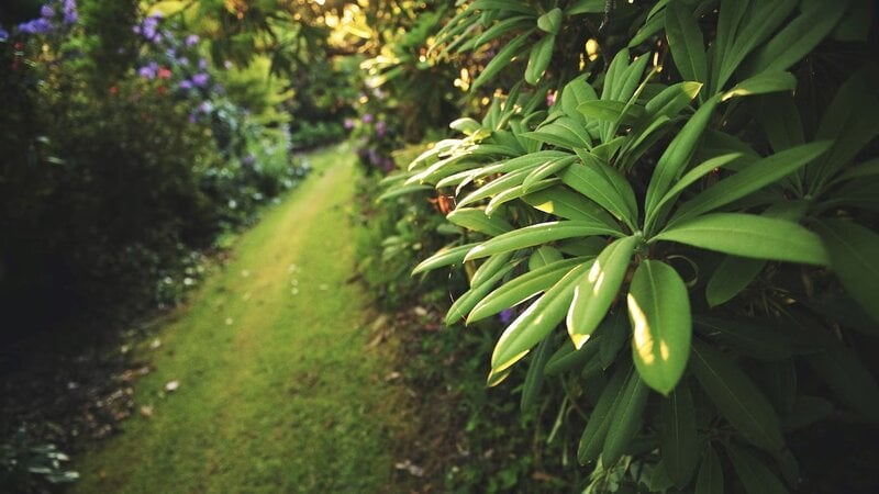 Foucus on Green leaves plant and grass walkway 