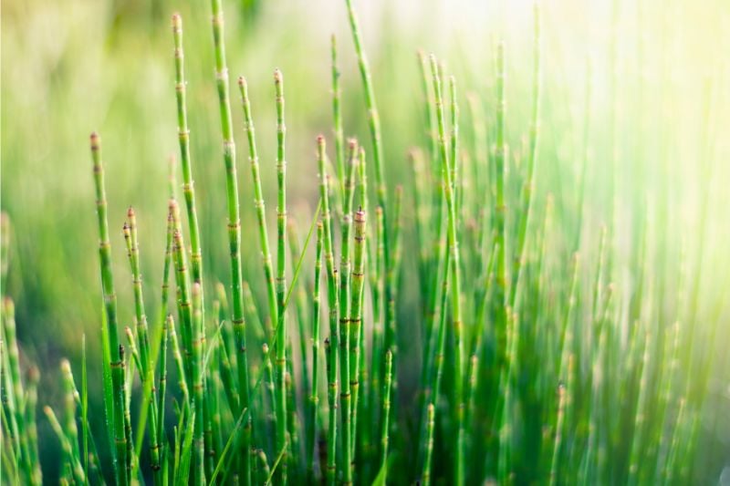 episetum (horsetail) 