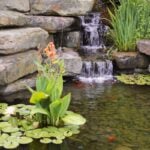 16 Best Plants for Your Koi Pond