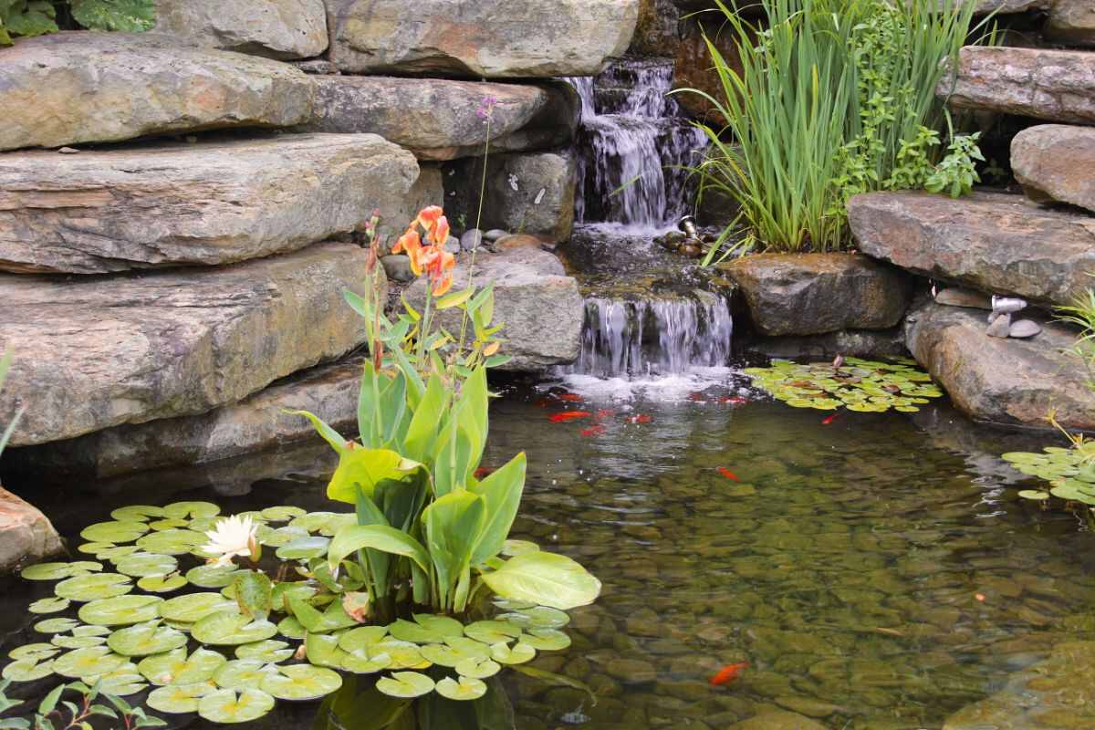 Koi Pond with plants and water