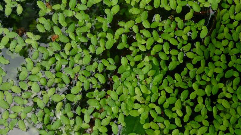 Common Duckweed plant in water