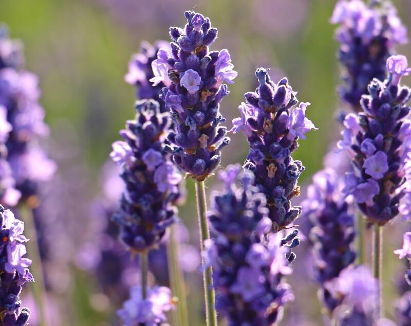 purple mediterranean fragrance flowers