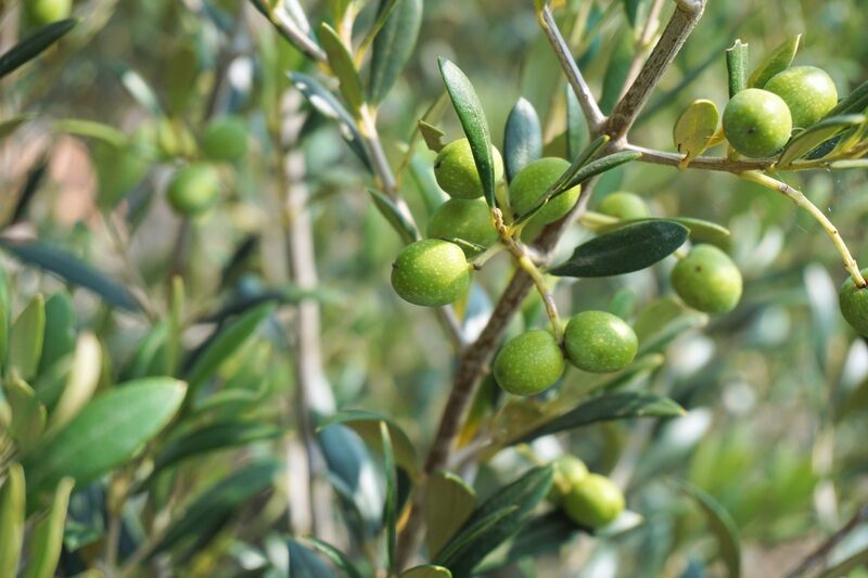 olive oil plant in a garden