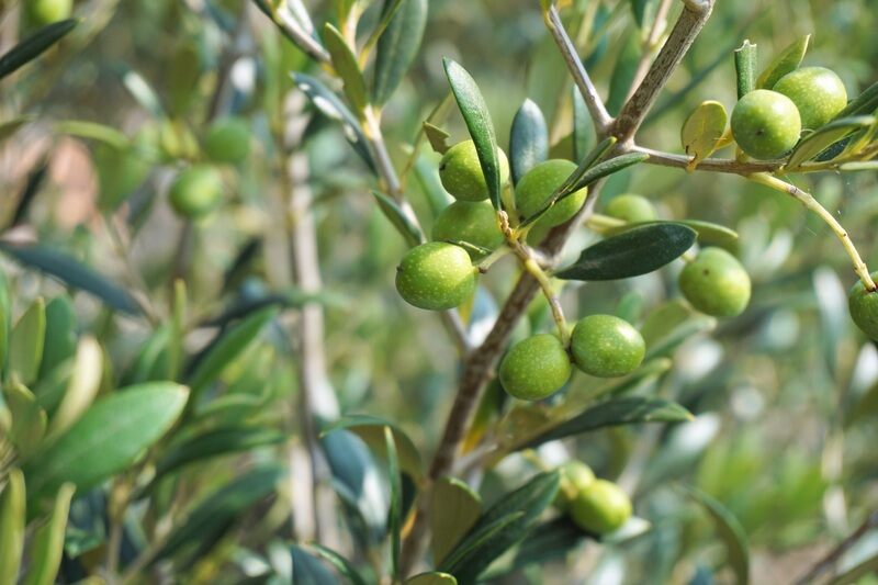olive oil plant in a garden