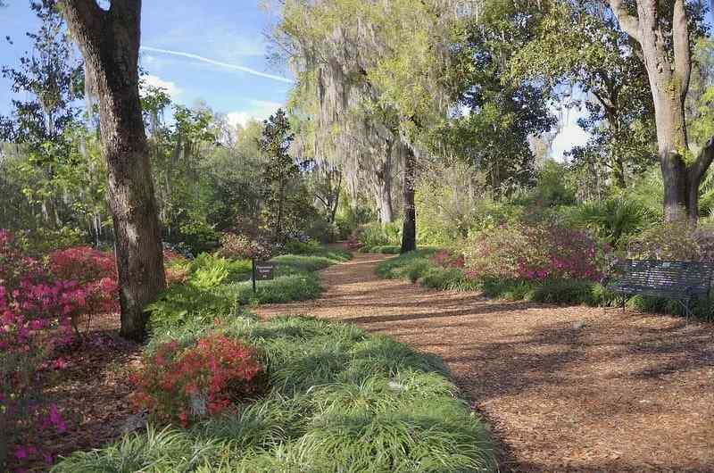 Mulch Path in Garden on Side of Gree Big Trees