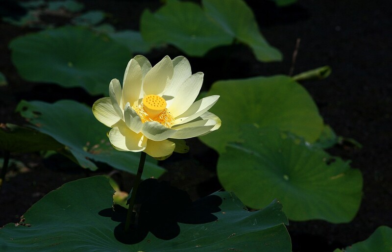 Water lotus flower on leaves around water