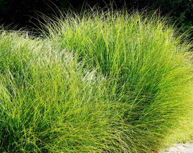 Maiden grass in a lawn