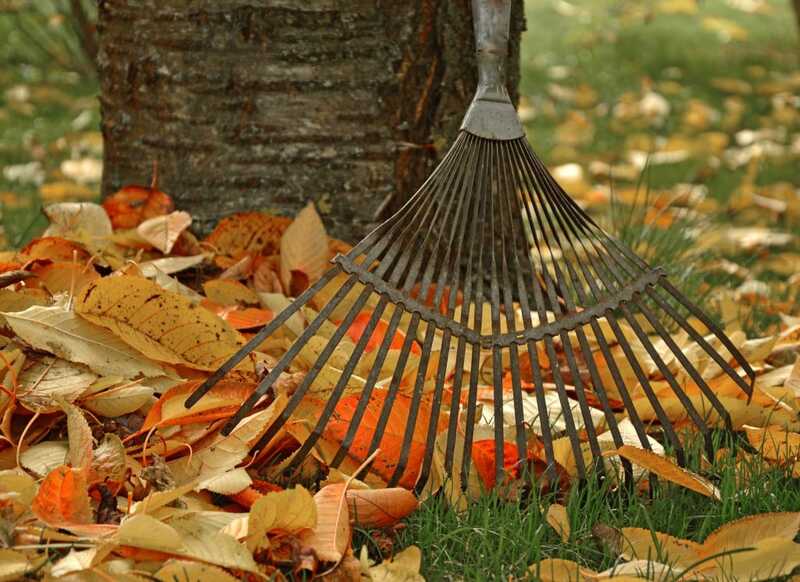 raking autumn leaves in a garden