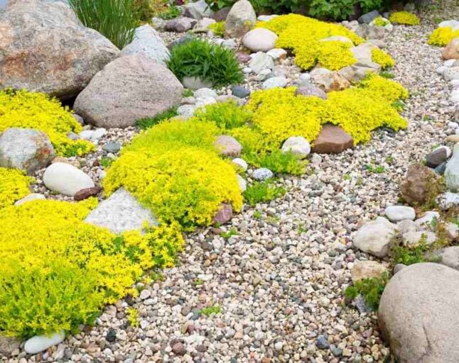 low maintenance rock garden with shrubs