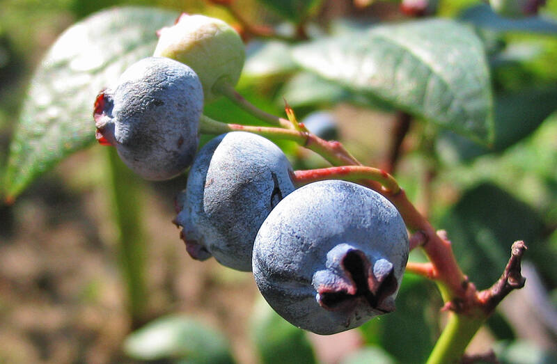 photo closeup of the highbush blueberry