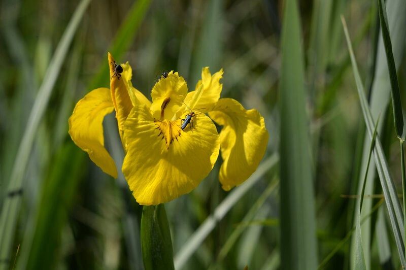 Iris pseudacorus - Yellow flag, Yellow iris, Water flag