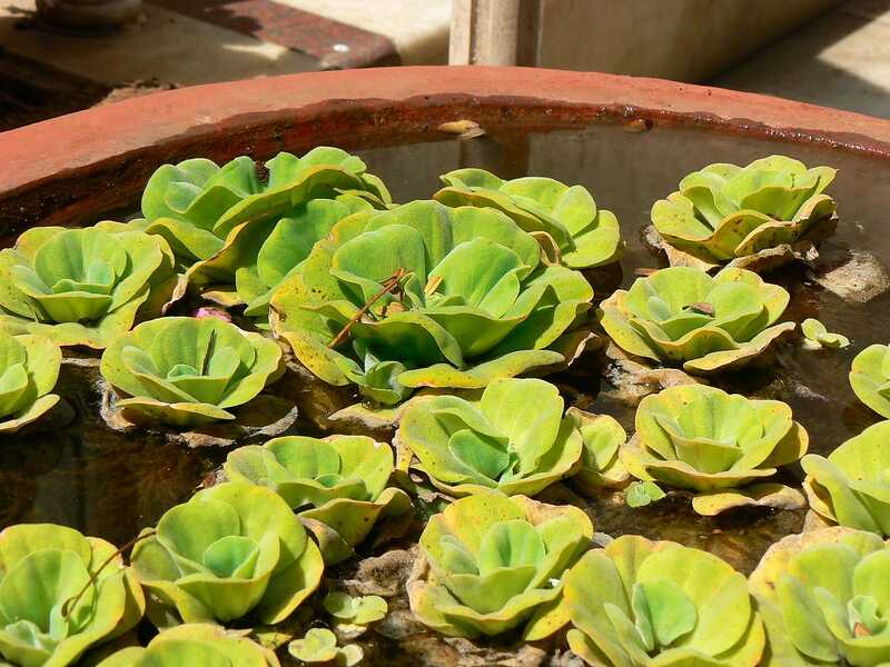 Pistia stratiotes plant in a pot