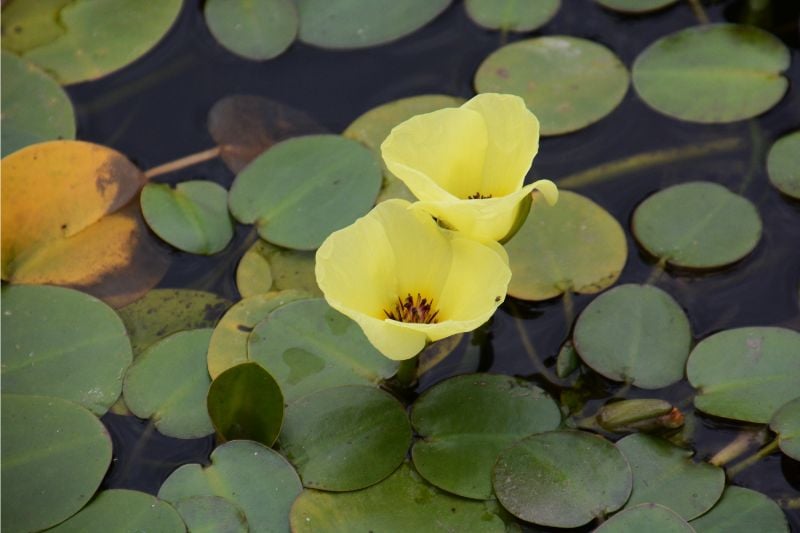 two water poppy flowers around leaves