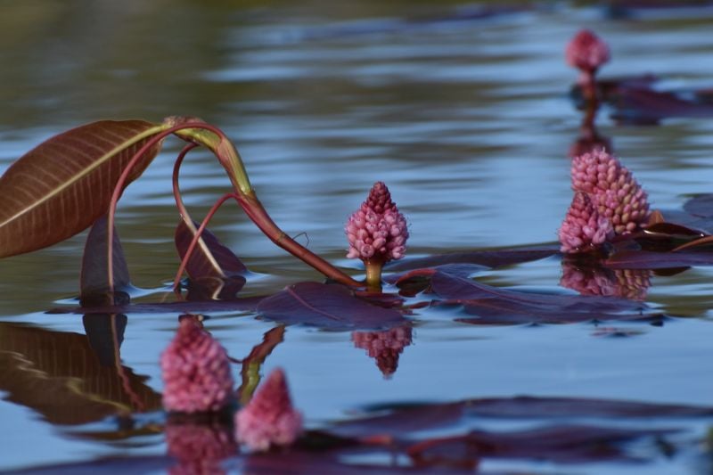 pink water smartweed, floating water flower