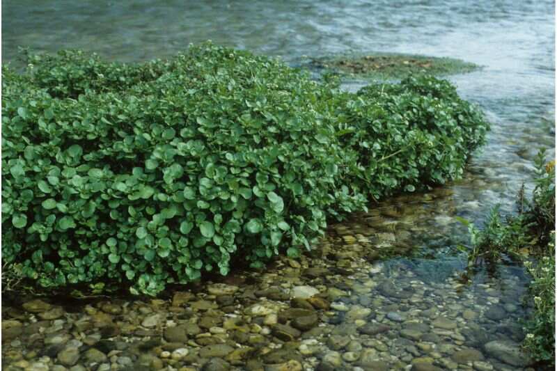 picture of a watercress plant in water