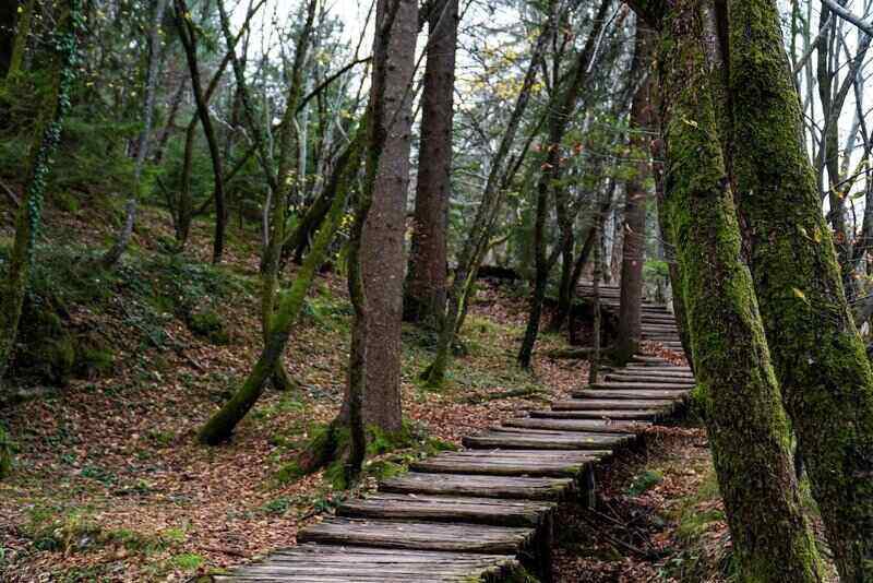 Wood Plank walkway through the jungle srounded by big trees