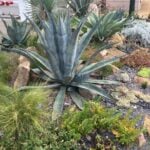 What is Xeriscaping?