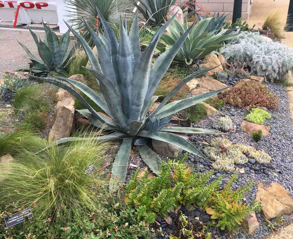Xeriscape garden featuring drought-tolerant plants like agave, succulents, ornamental grasses, and rocks, designed for water-efficient landscaping.