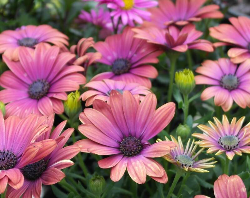 pink xeriscaping flowers in a garden