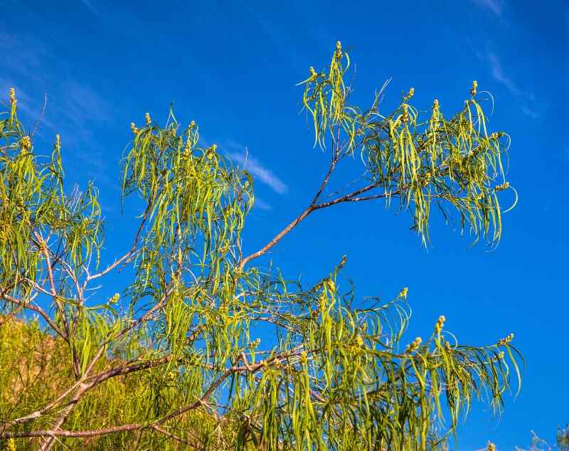 desert willow tree with sky background