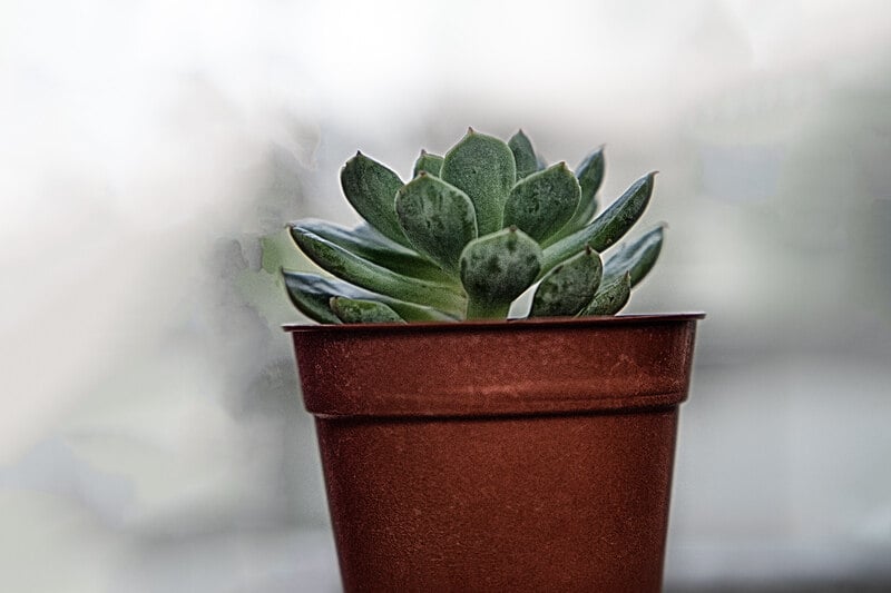 succulent plant in a container