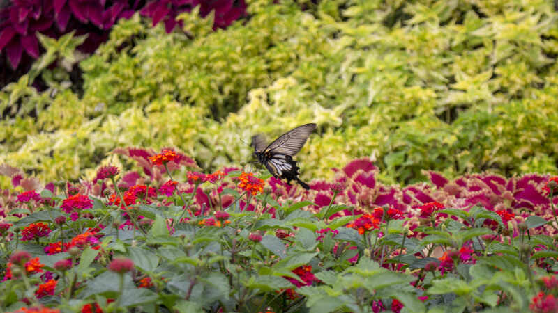 Butterfly in a pollinator garden
