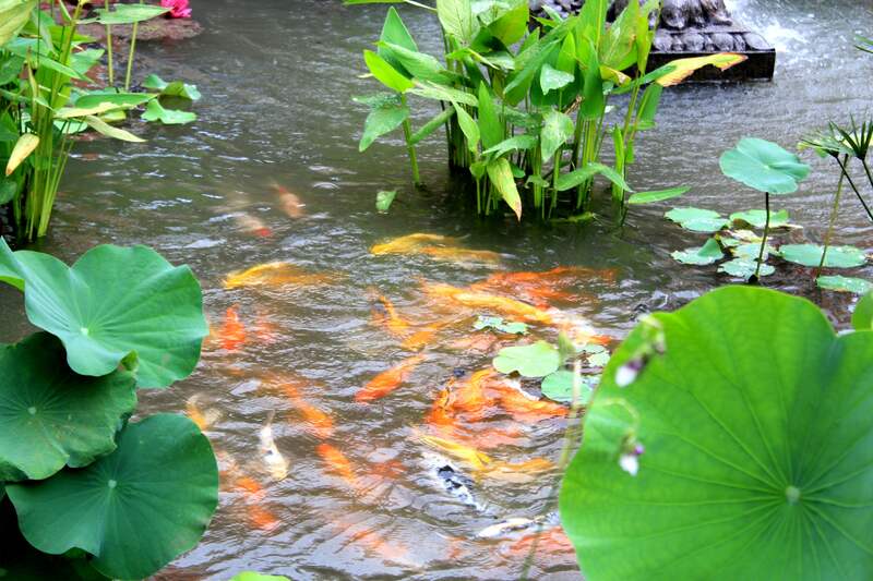 A picture of koi pond with fish and leaves on it.