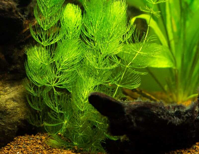 hornwort plant in a fish tank