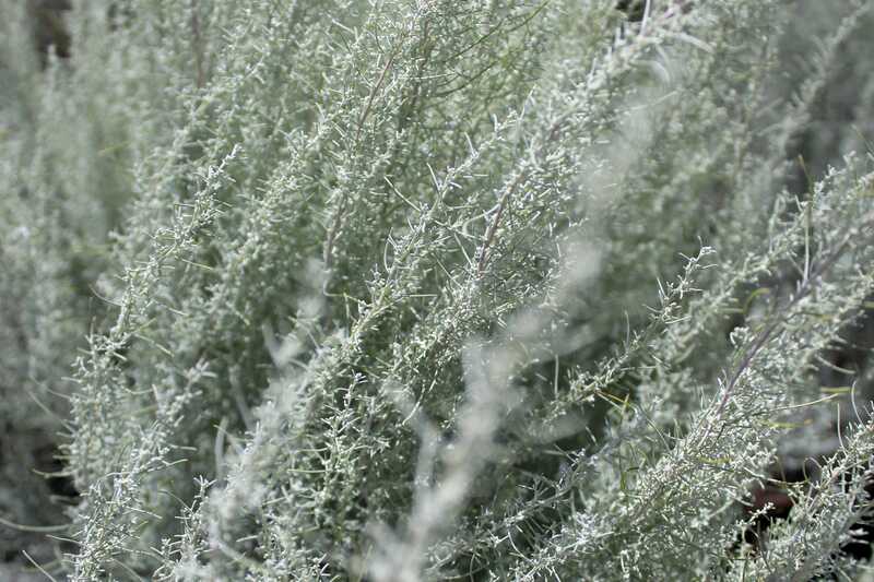 Sagebrush shrubs in a garden