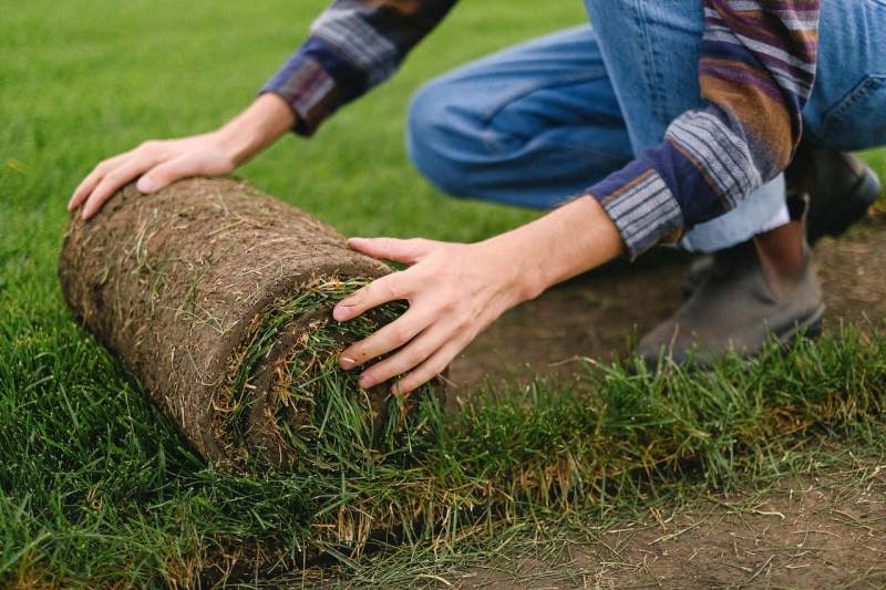 A person unrolling a roll of sod on the ground