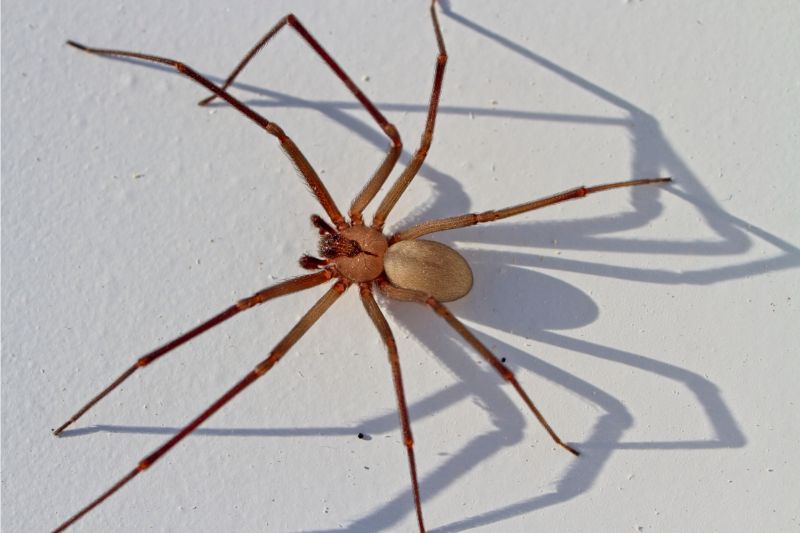 brown recluse spider with white background