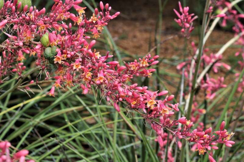 red yucca bloom flowers in a garden