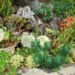 What is Xeriscaping? It’s Drought-Friendly Landscaping