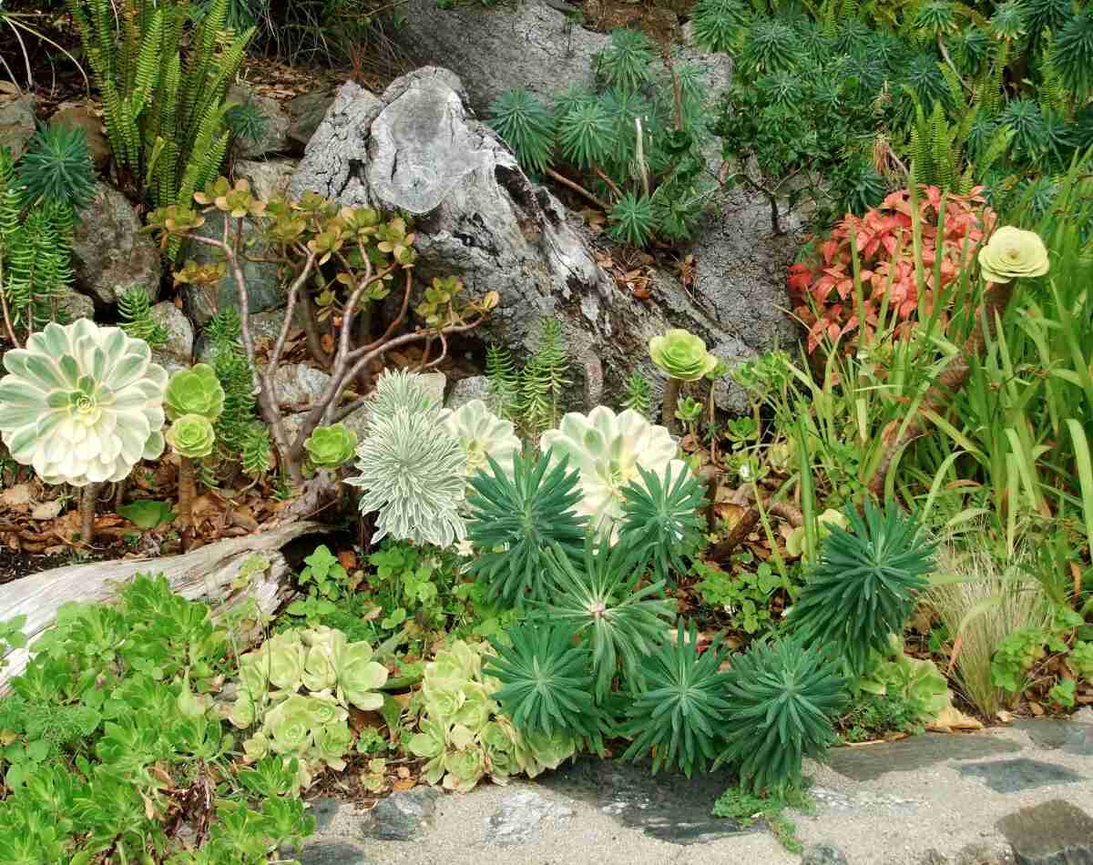 xeriscaping garden with succulent and rocks